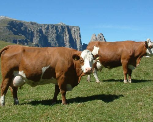 pezzata rossa italiana in fvg