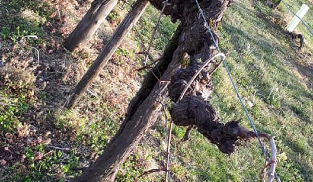 azienda agricola zani elvio di zani claudio azienda agricola zani elvio di zani claudio