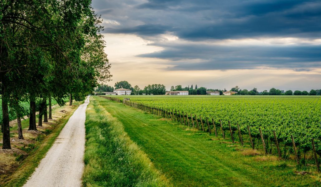 azienda forchir viticoltori in friuli