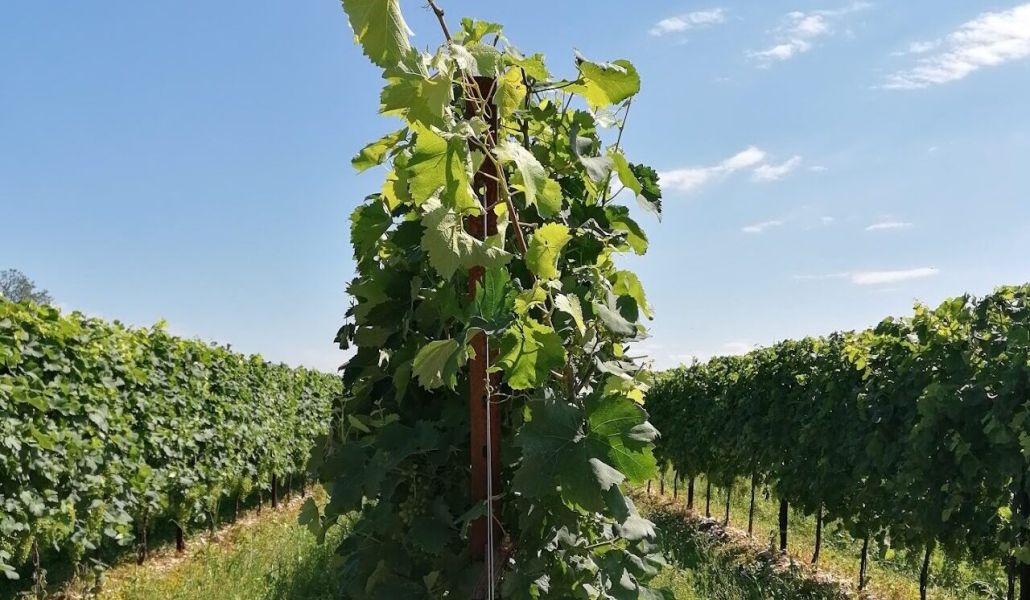 prosecco san carlo vigna