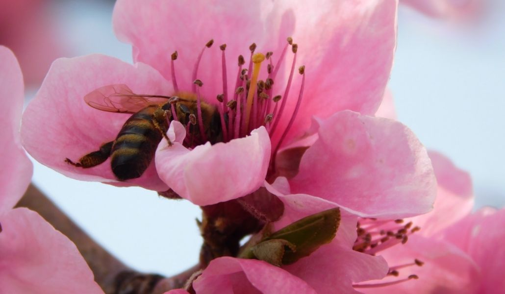 pesco in fiore malpaga kurt