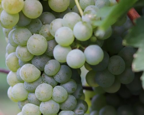 uva verduzzo friulano