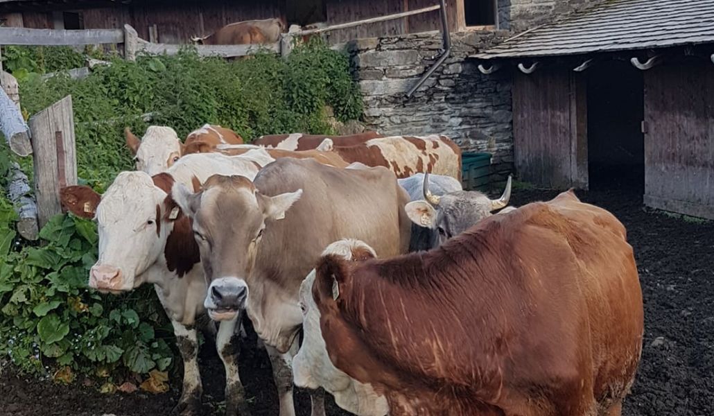 mucche casera rugo