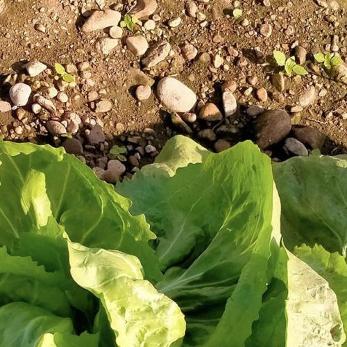 crema radicchio rosso