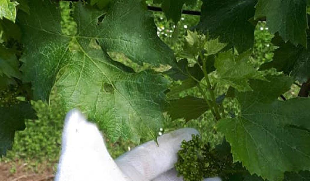 azienda agricola zani elvio di zani claudio azienda agricola zani elvio di zani claudio