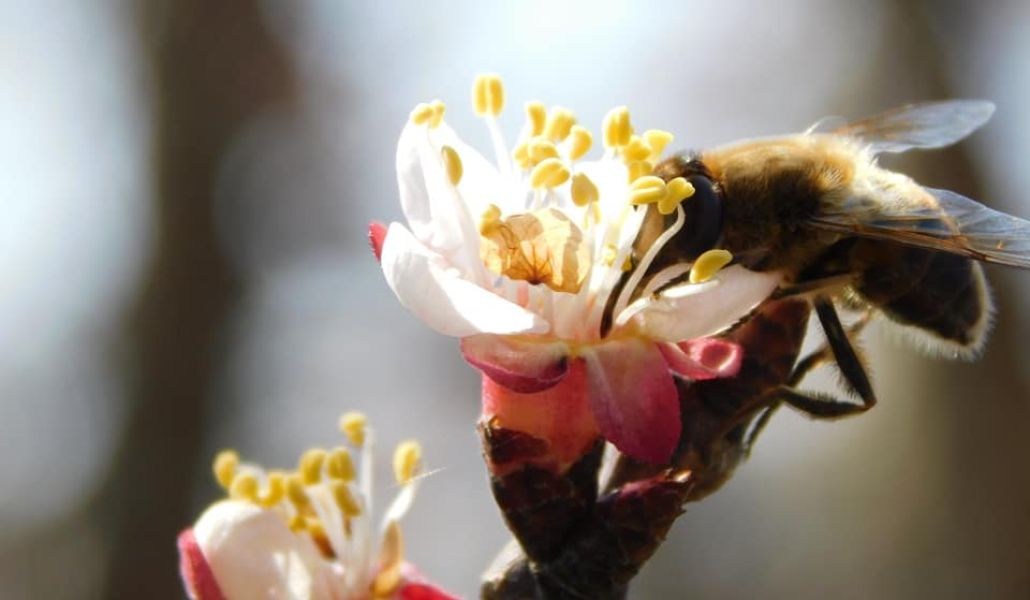 albicocco in fiore con ape