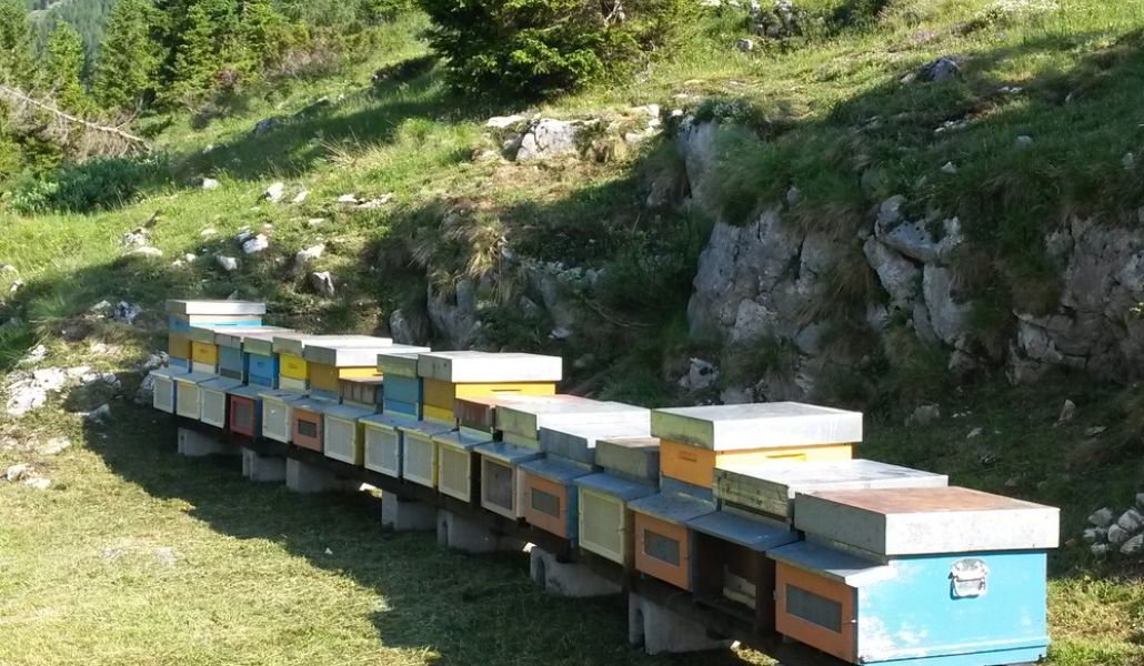 arnie azienda agricola dreosti corrado