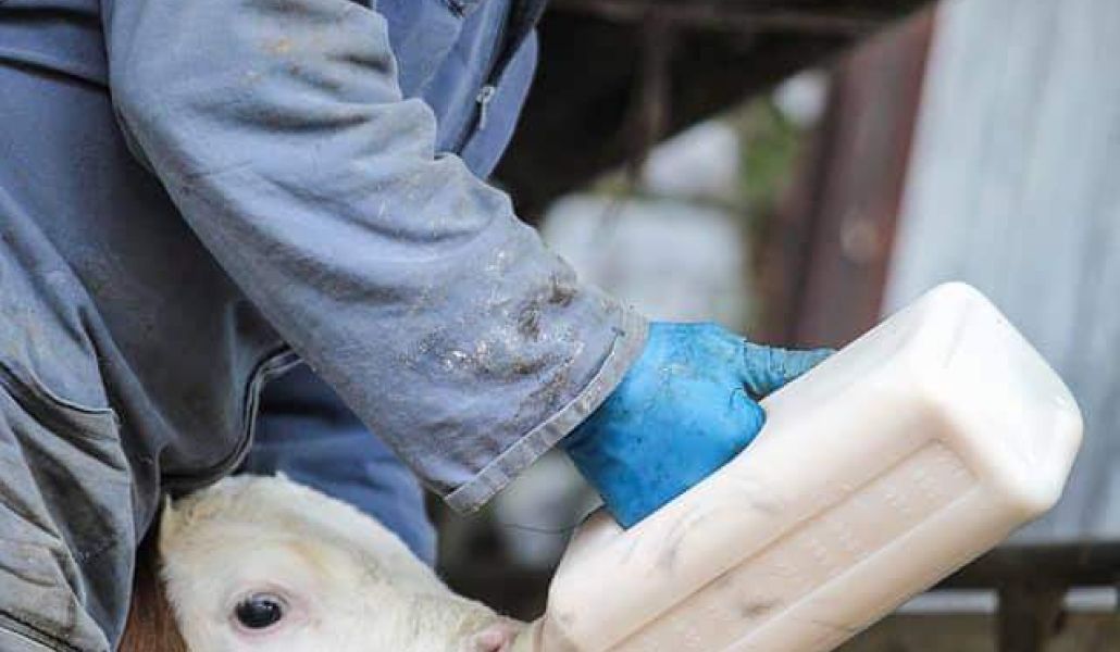 mucca azienda agricola cabas simone